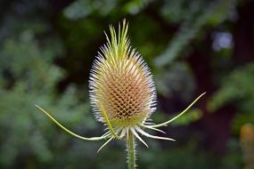 wild flower Dipsacus Fullonum