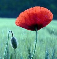 Poppy on the field