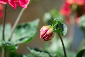 summer garden flower