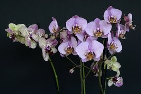 purple Orchids Flowers Blossom black aback