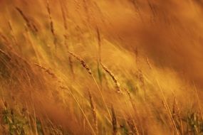 beautiful golden meadow in summer