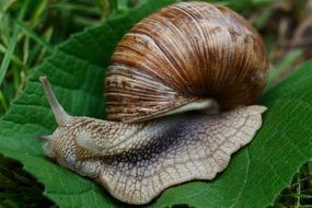 snail on a large green leaf close-up