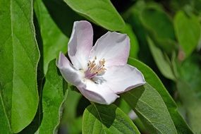 Quince Flower sunny closeup