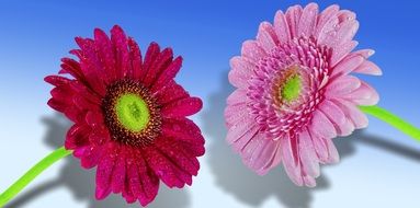 two gerberas close up