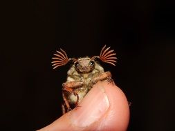 cute animal on a finger close-up