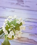 white leek flowers