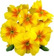 computer image of yellow primroses