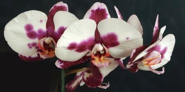 purple white orchids on a black background
