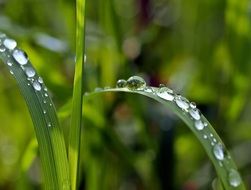 Grass Drip Raindrop