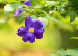 flower garden in the spring