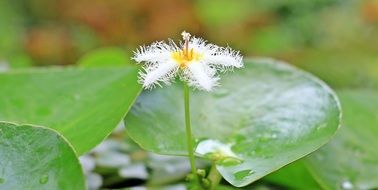Closeup picture of White and yellow water lily flower