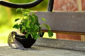 Mimosa, potted plant on bench outdoor, Mimosa Pudica