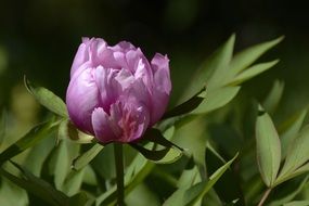 violent closed Peony Blossom