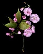 delightful beauty Spring Flowers