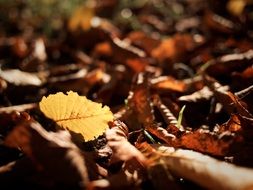 dry leaves on the ground close-up