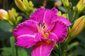 bright pink lily among other flowers