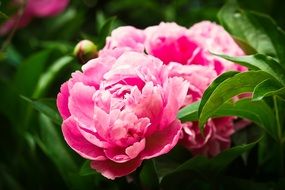 pink garden peonies
