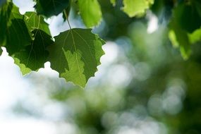 Close-up of the Light Green Leaves in Forest on blurred background