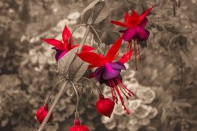 bright flowers on a black and white background