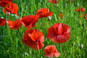 close up photo of red poppies on a green meadow
