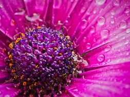 closeup of wet violet daisy
