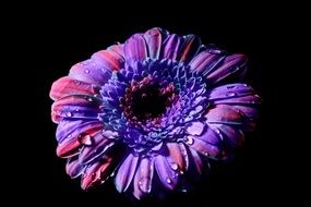 blue purple gerbera flower in drops of water close up