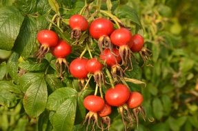 red bright berries of wild rose