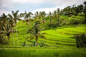 landscape of rice plantations in Bali
