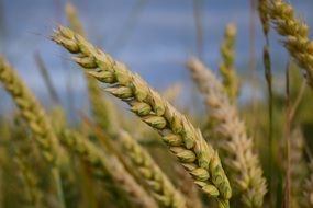 Colorful wheat Grain Cereals at beautiful blue sky background