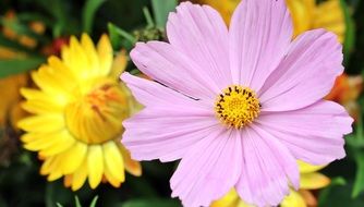 cosmea bipinnata flower