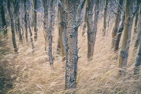 Yellow grass and trees in the forest