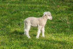 Cute young sheep on a farm