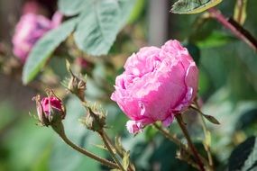 Closeup Picture of the pink Rose Flowers