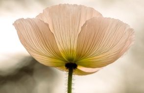 pale poppy closeup