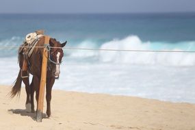 unusually beautiful Horse on Beach