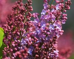 Lilac, Beautiful purple Blooms