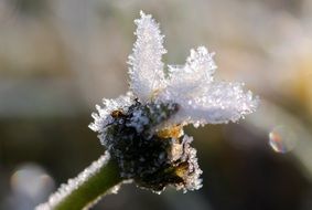 closeup view of frozen daisy in winter
