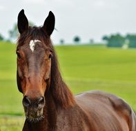 brown stallion