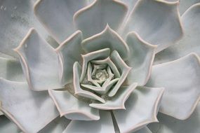 white tropical cactus as exotic