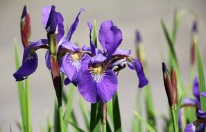 violet iris flowers in the garden