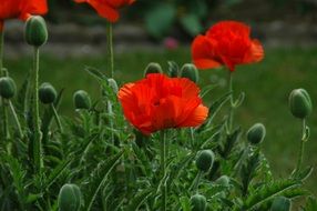 red poppies in a green meadow