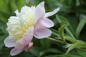 light peony close up