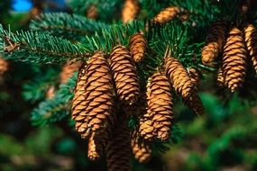 fir cones in the park