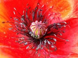 black stamens of red poppy close up