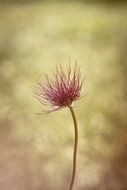 spring flower on a thin stalk