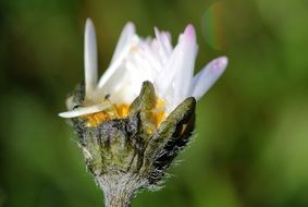 closed white Daisy Bellis Philosophy