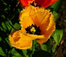 wonderful yellow Tulip
