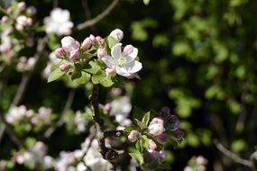 Apple bush