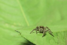 spider on a huge green leaf