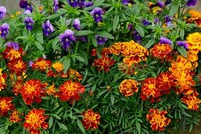 orange purple flowers garden nature